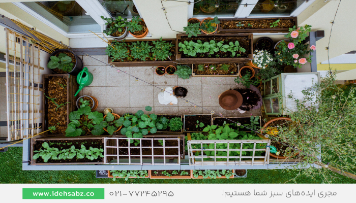 گیاهان مناسب تراس | گیاه تراس سبز