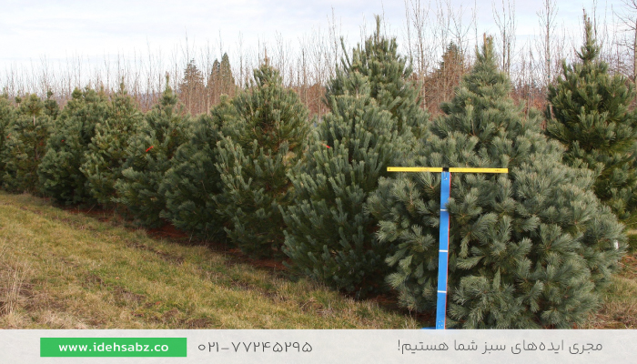 درخت کاج | Pinus