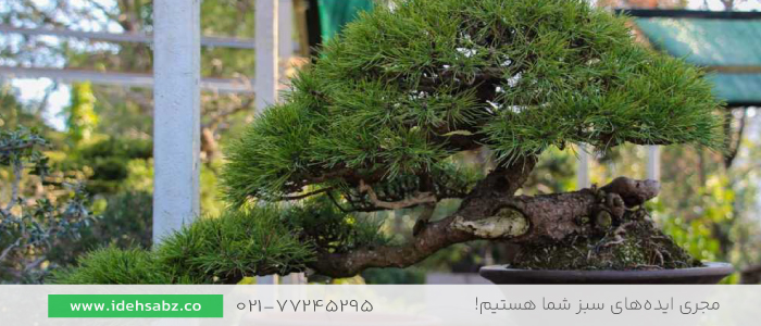 بونسای کاج ژاپنی | کاج خانگی