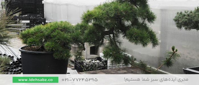 درخت کاج سیاه ژاپنی | انواع درخت کاج در محوطه سازی
