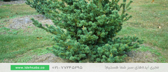درخت کاج سفید ژاپنی | انواع درخت کاج