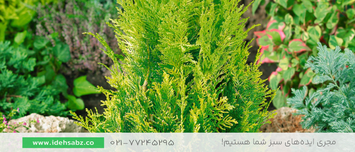  کاج لاوسون | انواع درخت کاج