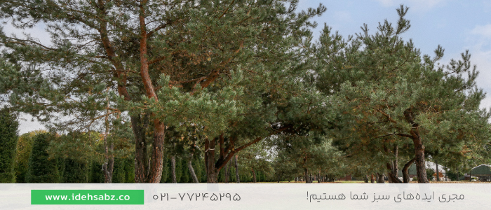 کاج اسکاتلندی | انواع درخت کاج