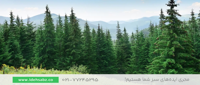 کاج زبره | انواع کاج