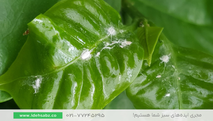 Mealybug | شته آرد آلود