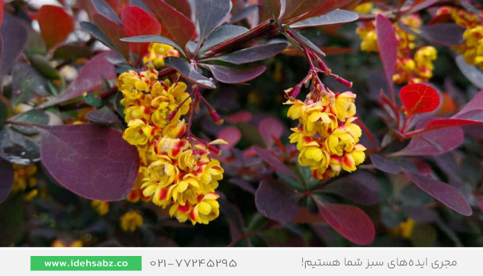 کاربردهای زرشک زینتی | زرشک زینتی