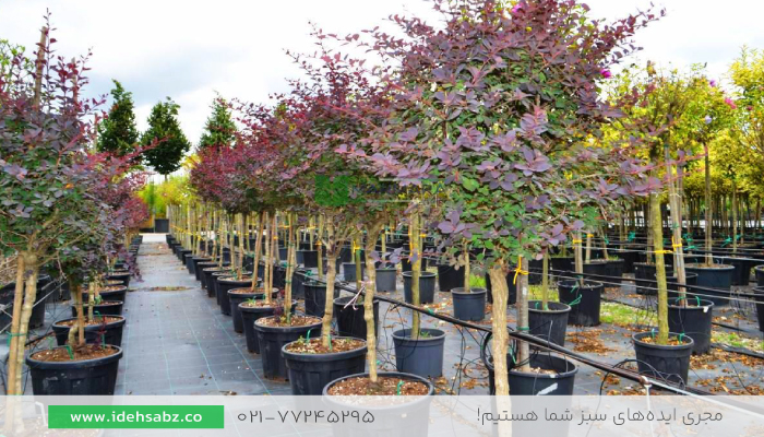 فروش عمده درختچه زرشک زینتی | فروش عمده گیاهان محوطه سازی