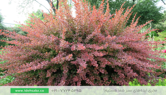 درختچه زرشک بربریس | زرشک زینتی