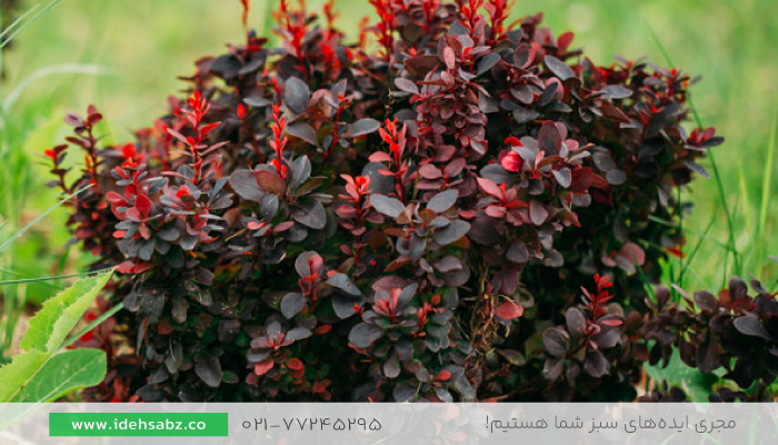 تکثیر زرشک زینتی | گیاهان محوطه سازی