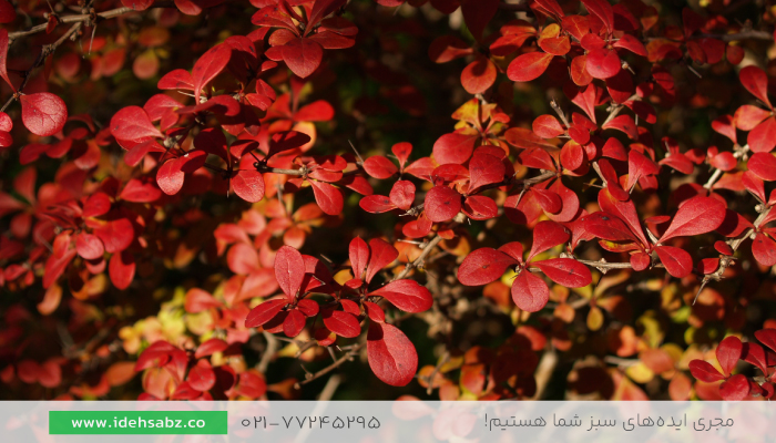 درختچه زرشک زینتی | درخت زرشک ژاپنی