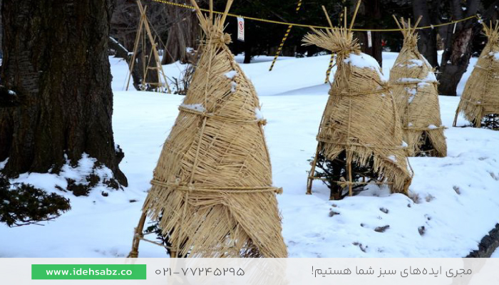 پوشش محافظ درخت | روش محافظت از درختان در فصل زمستان