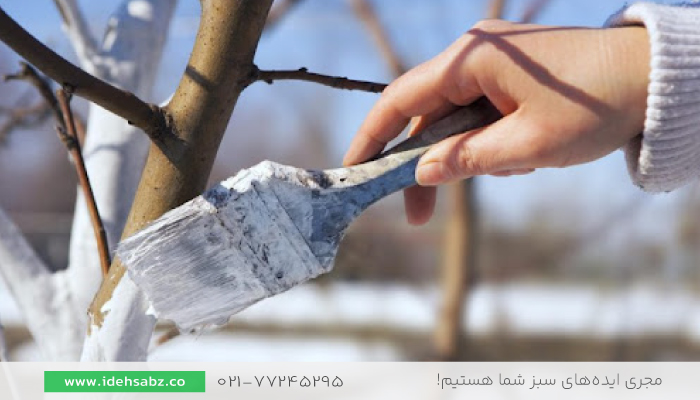رنگ&zwnj;آمیزی با محلول بردوفیکس | روش محافظت از درختان در فصل زمستان