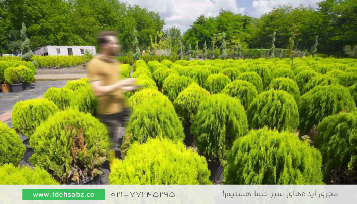 درخت سرو کامیس  گیاه شناسی