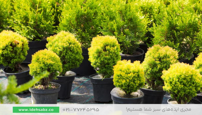 نگهداری سرو کامیس پاریس | درختچه کامیس