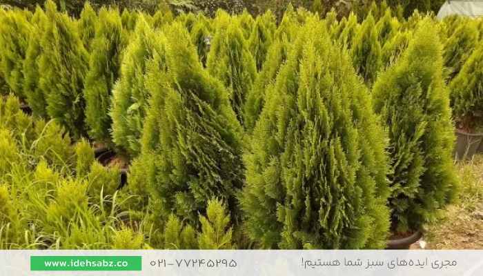 سرو کامیس نوکدار | انواع سرد کامیس