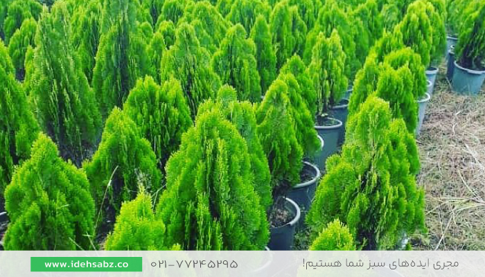 سرو کامیس سبز | انواع سرو کامیس
