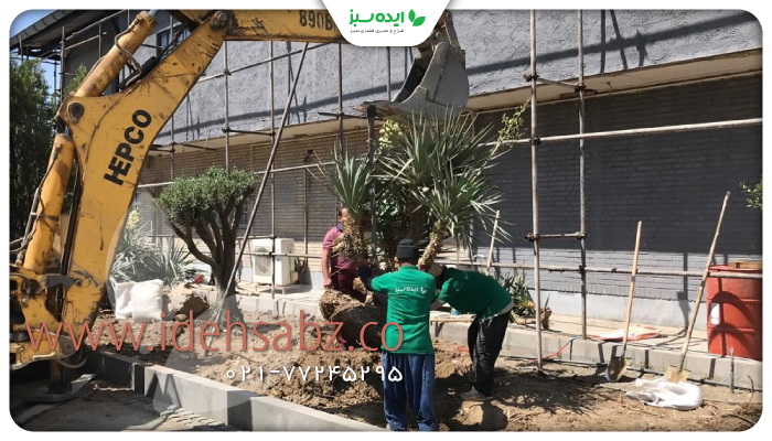 نمونه کار | جابه جایی درختان با روش روت بال 