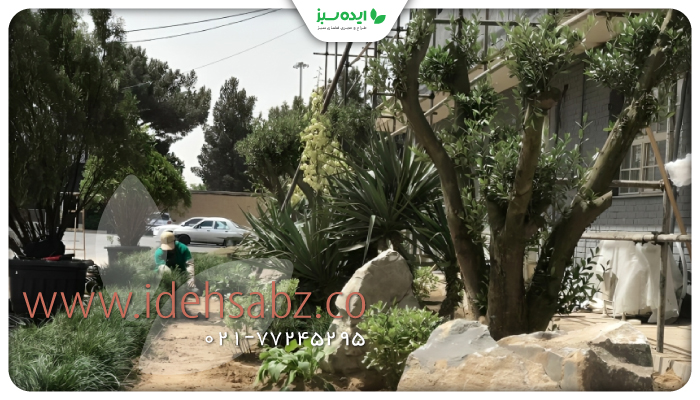 نمونه کار | کاشت درختان بالغ