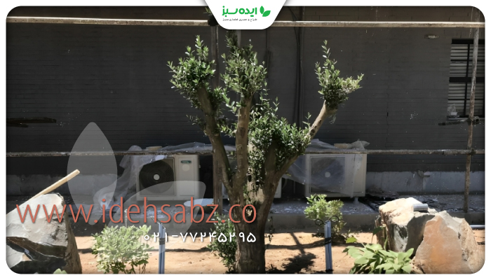 نمونه کار |  روت بال درختان بالغ