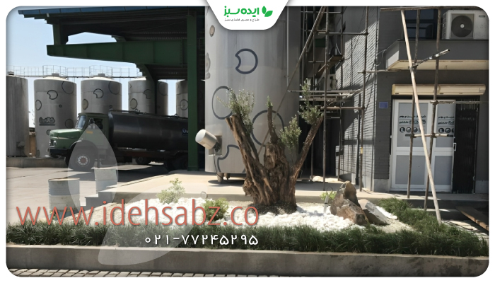 نمونه کار | کاشت  درختان تنومند 