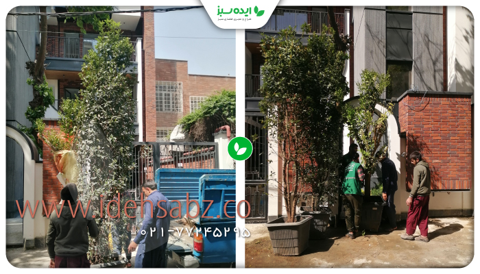 نمونه کار ✅ کاشت گیاهان زینتی برای ساختمان مسکونی دیما
