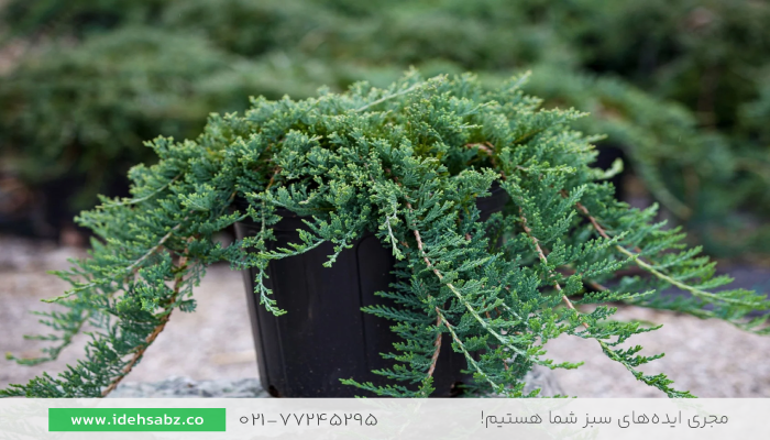 سرو جونی پروس | گیاهان محوطه سازی