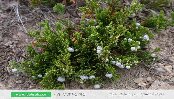 سرو جونی پروس رونده | گیاه فضای سبز