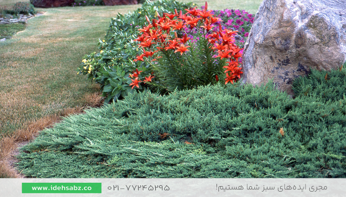  سرو کوهی | تزیین محوطه