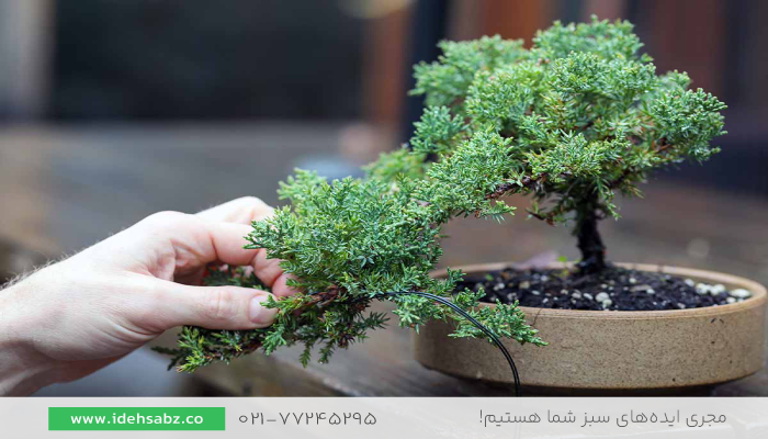 بونسای جونی پروس | کاج جونی پروس