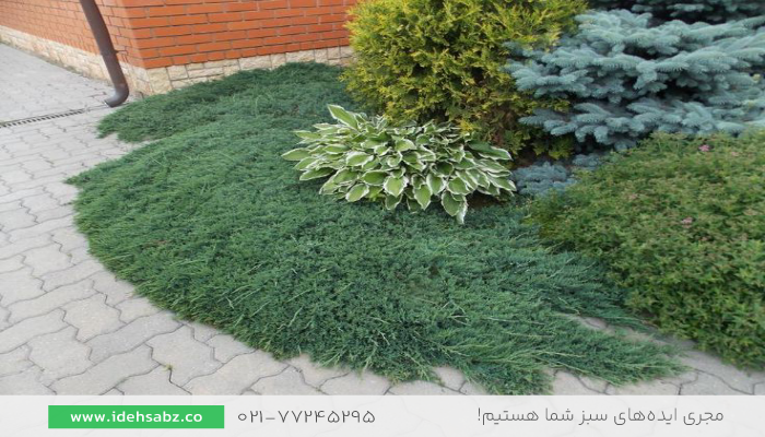 سرو اُرس | گیاهان فضای سبز 