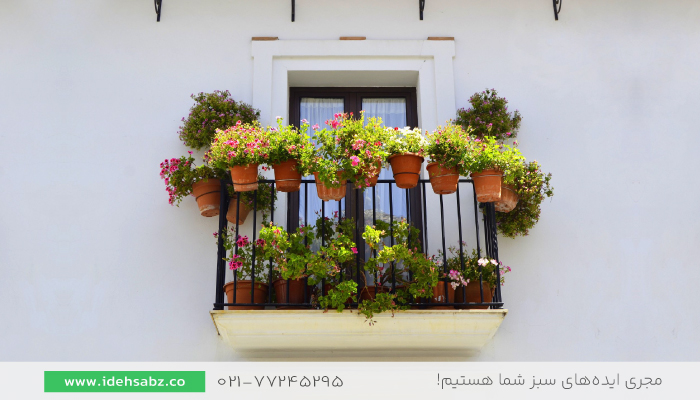 گیاهان مناسب برای تراس و بالکن | گیاهان تراس