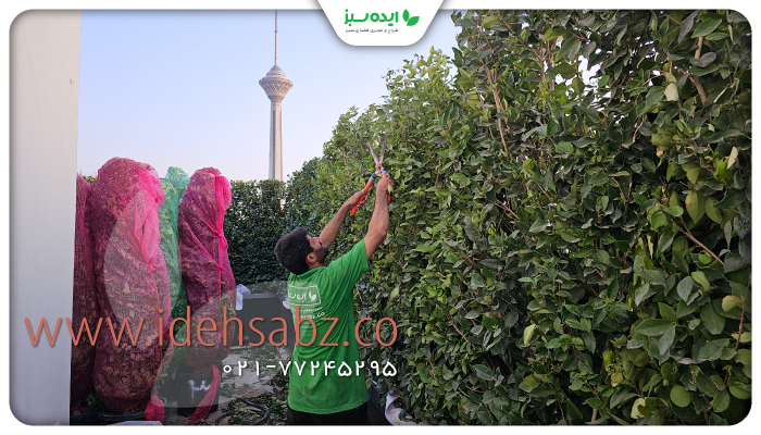 نمونه کار | روف گاردن شهرک غرب