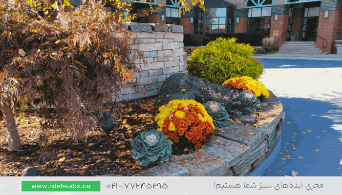گیاهان مناسب پاییز | گیاهان پاییزی