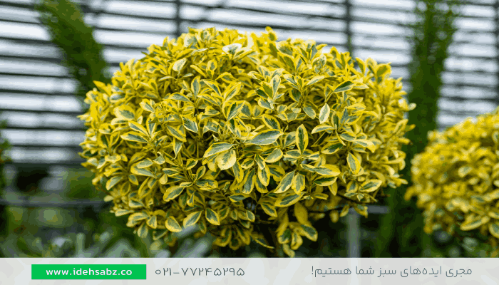 شمشاد طلایی | بهترین زمان برای کاشت گیاهان