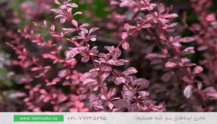 زرشک زینتی | گیاهان مناسب پاییز 