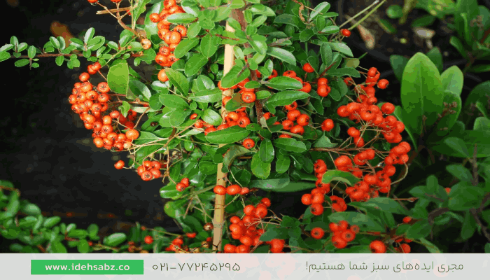 پیراکانتا | گیاهان مناسب پاییز 