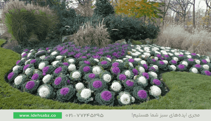 کلم زینتی | گیاهان مناسب پاییز 