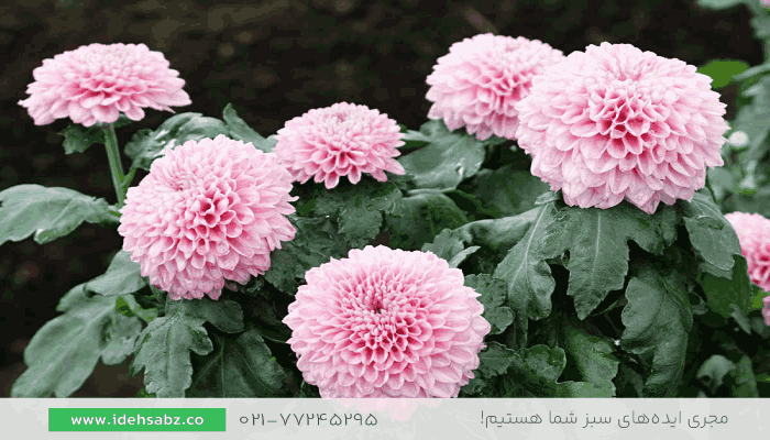 گل داوودی | گیاهان مناسب پاییز 