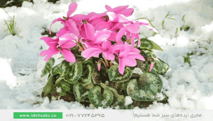 گل سیکلامن | گل های مناسب فصل پاییز