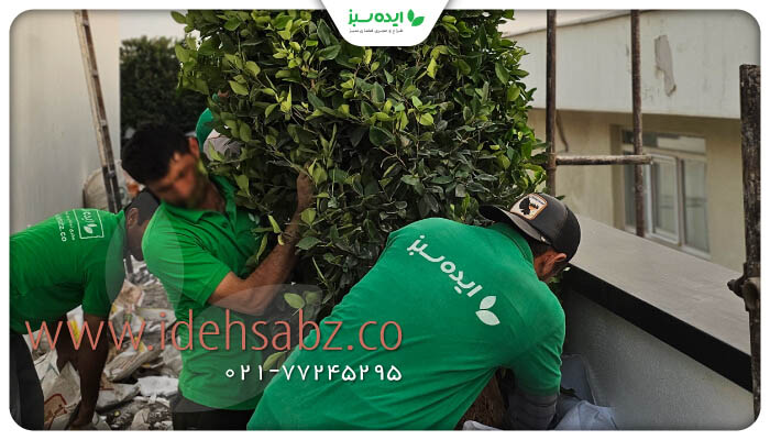 نمونه کار | کاشت گیاهان مناسب تراس
