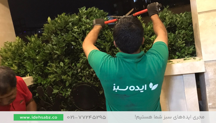 هرس یاس هلندی| درختچه یاس هلندی