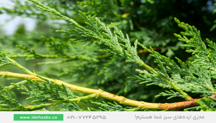  درخت سرو لیلاند | سرو لیلندی