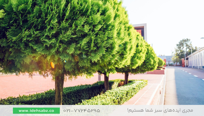 درخت لیلاندی | درختان محوطه سازی