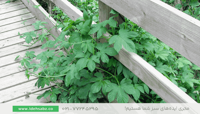 گونههای مهاجم گیاهی | گیاه فضای سبز