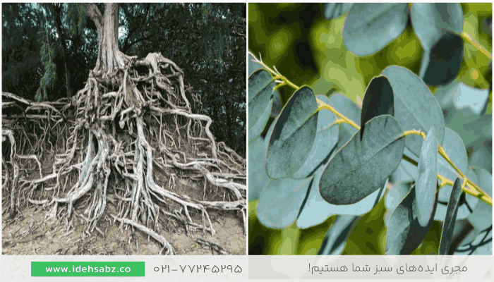 درخت اکالیپتوس | گیاه مهاجم