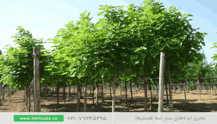 درخت پالونیا | گیاه مهاجم