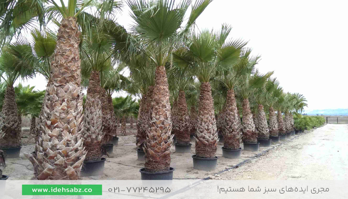 نخل واشنگتن | نخل زینتی فضای سبز