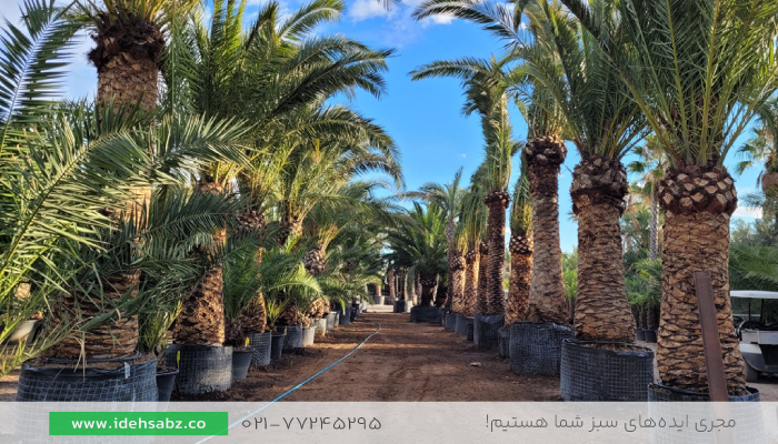 نخل فونیکس سیکاس | نخل زینتی