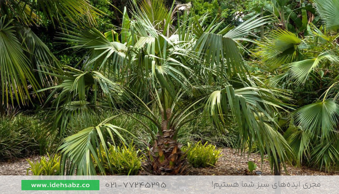نخل فن چینی | درختان محوطه سازی