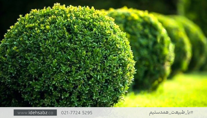 مورت تنه&zwnj;کوتاه |  درختچه مورت